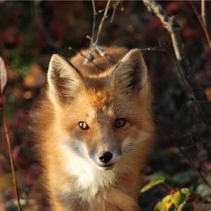 Meet your Posher, Tressa
